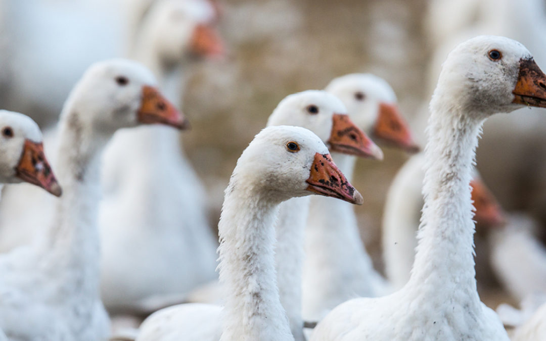 Interdire l’importation du foie gras