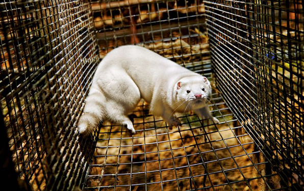 Le Conseil fédéral dit non aux initiatives Fourrure et Foie gras