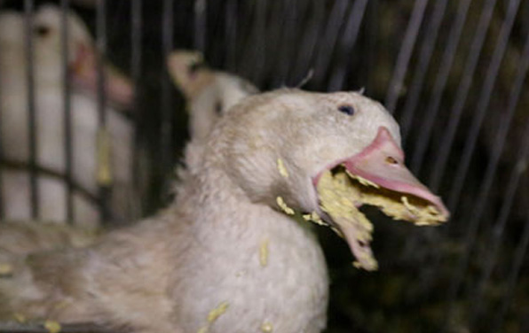 Le Conseil fédéral dit définitivement non à l’interdiction d’importer du foie gras