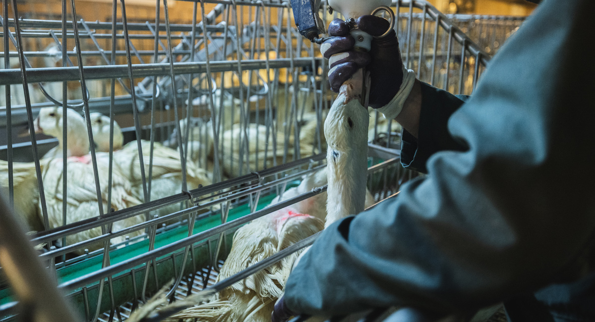 Contre-projet à l’initiative foie gras : des cantons le rejettent et soutiennent une interdiction des importations
