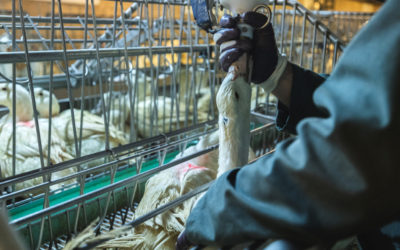 Contre-projet à l’initiative foie gras : des cantons le rejettent et soutiennent une interdiction des importations