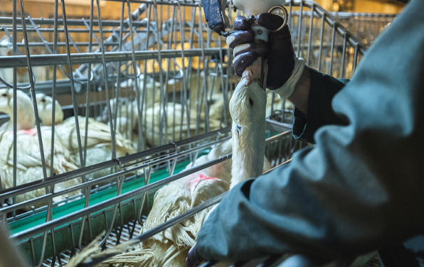 Contre-projet à l’initiative foie gras : des cantons le rejettent et soutiennent une interdiction des importations
